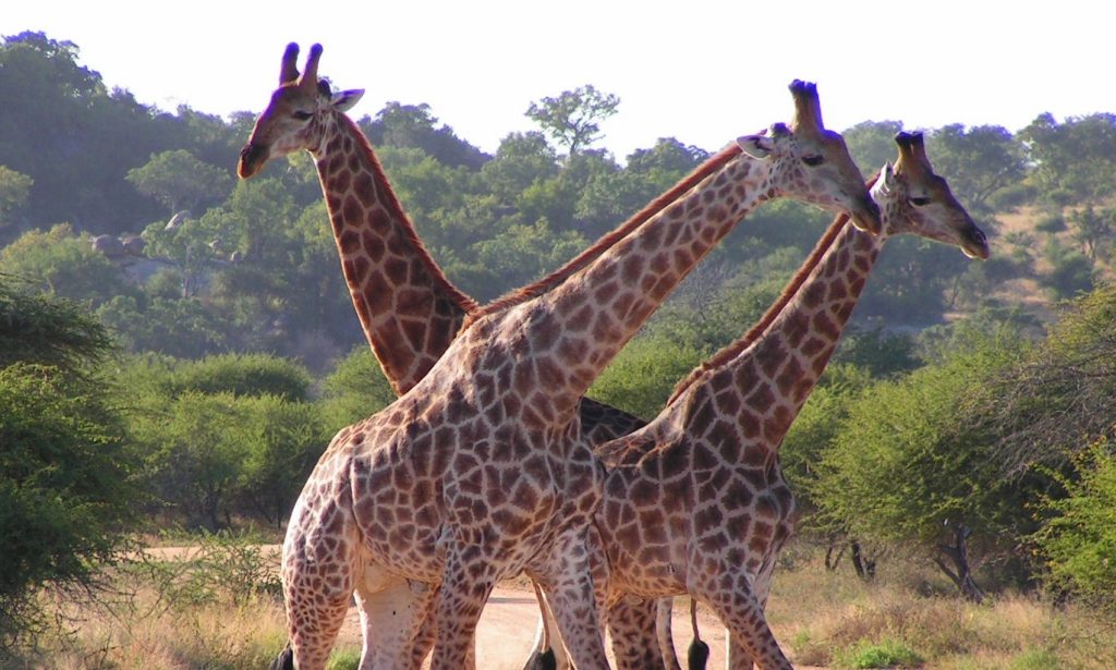"South African Giraffes, fighting" by D. Gordon E. Robertson